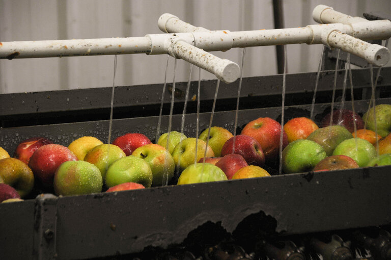 oishii apples